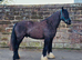 13.3/14hh - George  Rising 4year old still growing
