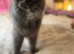 British longhair