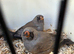 Charcoal zebra finches