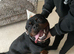 KC Male Rottweiler