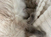 Ready now beautiful ragdoll kittens