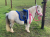 Perfect Children's Pony For Sale