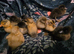 Indian Runner Ducklings