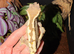 Crested gecko breeding project