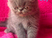 Exotic kittens Just two remaining!!