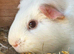 2x female and 2x male Guinea pigs