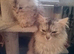Male Maine coon