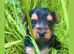 Puppy Yorkshire terrier