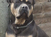 Mastif/ bulldog