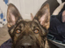 4 year old loyal beautiful girl