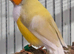 Gouldians available