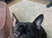 French cross English bulldog