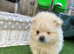 ️ Special Cream Male Pomeranian Puppy