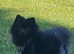 Pomeranian 9months old male