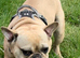 13 month old French bulldog boy available