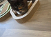 Russian maincoon female kitten
