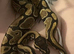 Young bull python