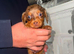 Long hair dachshund puppies