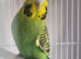 2 budgies