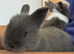 Adorable Lionhead / Baby Bunnies 3 Available (ready to go)