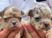 French bulldog Puppies
