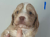 F1 cockapoo