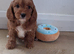 Cavapoo puppys ready to go