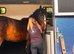 15hh Welsh Type 6 Year Old  Mare