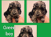 *Show* Cockapoo Ready To Leave Health Tested Pups