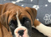 8 week old female boxer big bred