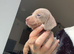 Minature dachshund