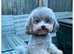Tea cup shihpoo for sale