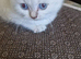 British short haired cross kittens for sale