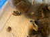 Blue Fawn Roen Ducklings hatched 9/5/26