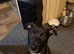 Needs rehoming as soon as possible as I'm moving house