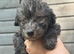 Pure silver bedlington terriers