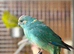 Kakaraki parrot
