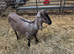 Registered Anglonubian Nannie goat