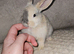 Beautiful baby lop bunnies