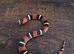 Tri Colour Hognose Snakes