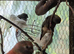 2026 finches