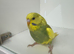 Beautiful baby budgies for sale