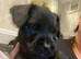 Lakeland X Patterdale puppies READY NOW!!