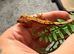 Baby crested geckos