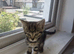 Two 11 week old kittens, looking for a forever home