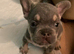 French bulldog boy and girl