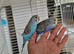 super silly hand tamed baby budgies