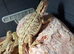 Baby bearded dragons