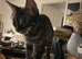 Stunning Melanistic Bengal male kitten