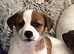Jack Russell puppies for sale
